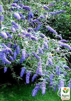 Буддлея Давида "Adonis Blue" С3, высота 20-40см2