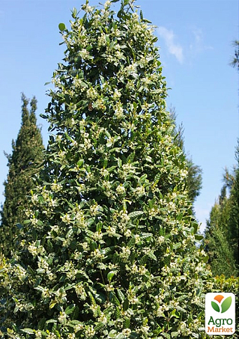 Падуб остролистный (Ilex aquifolium) вазон Р9 - фото 6