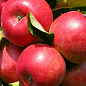 Яблуня "Амулет" (Ранньозимовий сорт) цена