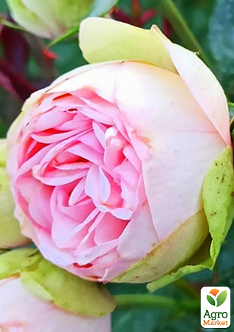 Роза кустовая " Брайдал Пиано" (BRIDAL PIANO) (саженец класса АА+) высший сорт