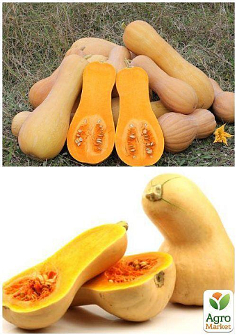 На вагу Гарбуз "Новинка" ТМ "Весна" ціна за 10г - фото 2