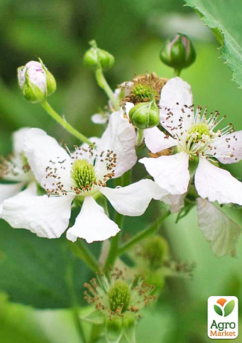 Ожина "Торнлес Евергрін" (Rubus fruticosus "Thornless Evergreen") вазон П9 - фото 3