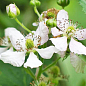 Ежевика "Торнлесс Эвергрин" (Rubus fruticosus "Thornless Evergreen") вазон П9 цена