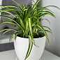 Хлорофітум кімнатний "Variegatum" 35-45см
