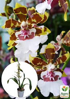 Орхидея Камбрия "Colmanara Top Jungle"2