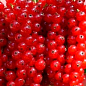 LMTD Смородина на штамбе "Red ball" вазон С2 цена