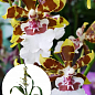 Орхидея Камбрия "Colmanara Top Jungle"
