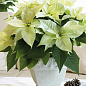 Пуансеттия "Alaska White" (Рождественская Звезда)