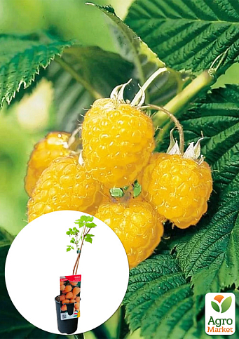 LMTD Малина "Fall Gold" (сортова, укорінена) висота 50-70см