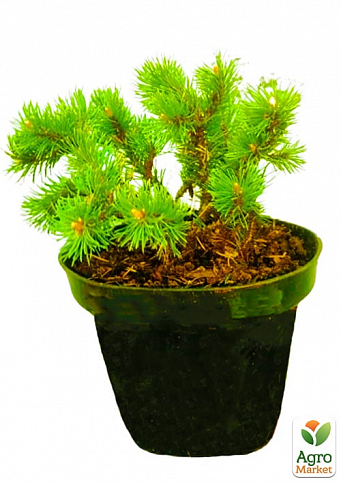 Сосна гірська "Бенджамін" (Pinus mugo "Benjamin") C2, висота 20-40см - фото 2