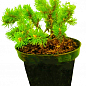 Сосна гірська "Бенджамін" (Pinus mugo "Benjamin") C2, висота 20-40см купить