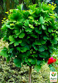 Эксклюзив! Гинкго Билоба с насыщенно-зелеными листьями "Родословная" (Pedigree) (премиальный, многолетний сорт)2