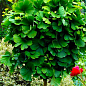 Эксклюзив! Гинкго Билоба с насыщенно-зелеными листьями "Родословная" (Pedigree) (премиальный, многолетний сорт)