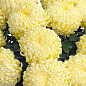 Хризантема  "Komodo Creme" (низкорослая крупноцветковая)