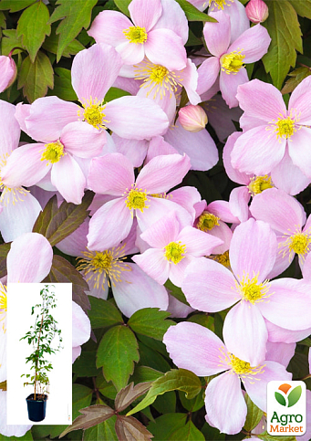 LMTD Клематис 2-х річний "Montana" (висота 40-60 см)