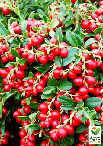 Брусника "Рэд Перл" (ранний срок созревания, урожайный сорт) - фото 2