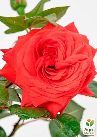 Троянда плетиста "Мейнтауер" (Maintower) (саджанець класу АА+) вищий сорт - фото 2