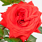 Троянда плетиста "Мейнтауер" (Maintower) (саджанець класу АА+) вищий сорт купить