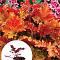 Гейхера (Heuchera) "Marmalade" С1 (высота 15-30см)