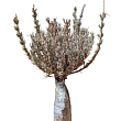 Лаванда английская узколистная "Сиреневый туман" (Рurple Haze)