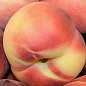 Нектарин "Фэнтези" (лысый персик, осенний сорт, поздний срок созревания) купить
