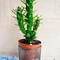 Кактус "Опунция" (Opuntia subulata) (Нидерланды)