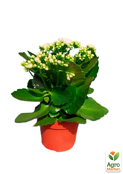 Каланхое Блоссфельда "White" (Kalanchoe Blossfeldiana) (Нідерланди)6