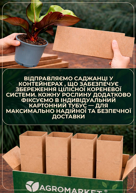 Банан Червоний (Ensete Maurelli) "Red Banana" - фото 4