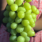 Виноград "Красавчик" (очень крупный сладкий виноград ультрараннего срока созревания  )
