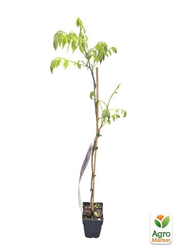 Гліцинія 3-річна китайська "Проліфік" (Wisteria chinensis Prolific) С10, висота саджанця 120-180см - фото 2