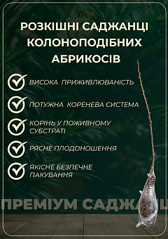 Абрикос черный колоновидный "Черный Бархат" (летний сорт, средний срок созревания)5