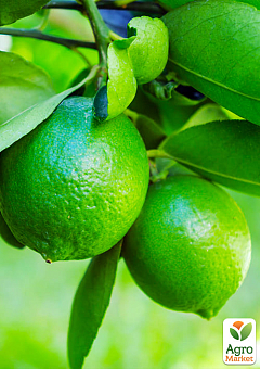LMTD Лайм классик на штамбе с плодом 3-х летний "Aurantifolia Lime" (25-45см)17