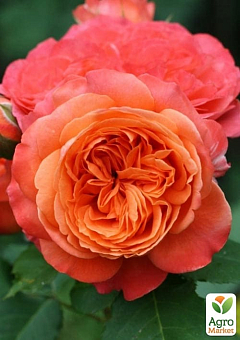 Роза полуплетистая "Emilien Guillot" (саженец класса АА+) высший сорт1