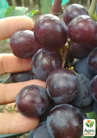 Виноград "Раджа" (плотная хрустящая мякоть, огромная ягода до 25 гр средний срок созревания) - фото 2