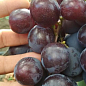 Виноград "Раджа" (щільна хрустка м'якоть, величезна ягода до 25 гр середній термін дозрівання) 1 саджанець в упаковці купить