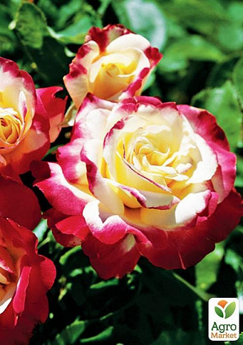 Троянда чайно-гібридна "Дабл Делайт" (дуже ароматна!) (Саджанець класу АА +) вищий сорт