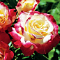 Троянда чайно-гібридна "Дабл Делайт" (дуже ароматна!) (Саджанець класу АА +) вищий сорт