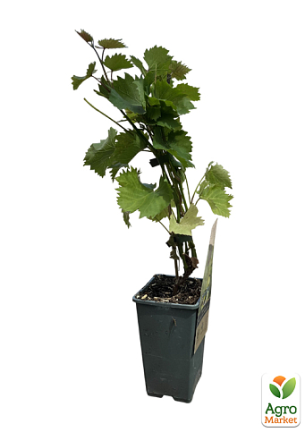 LMTD Виноград "Muscat of Alexandria" (сортовой, укорененный) - фото 2