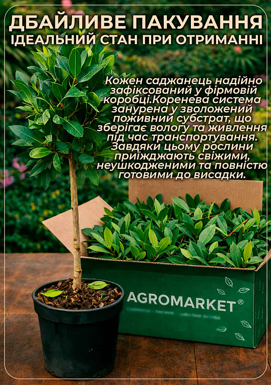 LMTD Лавр вічнозелений "Laurus Nobilis" (20-30см) - фото 4