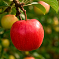 Яблоня "Арива" (зимний сорт, поздний срок созревания)