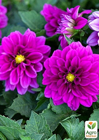 LMTD Георгина низкорослая крупноцветковая "Figaro Violet" (цветущая) - фото 2