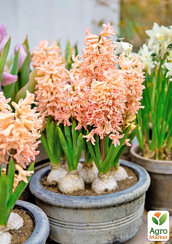 Гіацинт "Apricot Passion" (Нідерланди) - фото 5