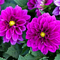 LMTD Георгина низкорослая крупноцветковая "Figaro Violet" (цветущая) купить