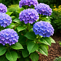 Гортензия крупнолистная "Bodensee" вазон Р9