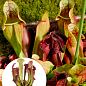 Саррацения Южная (Sarracenia purpurea)