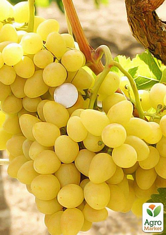 Виноград "Бажена" (дуже ранній термін дозрівання, великі грона масою до 1500г)