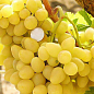 Виноград "Бажена" (дуже ранній термін дозрівання, великі грона масою до 1500г)