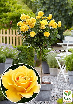 Ексклюзив! Троянда штамбова яскраво-жовта "Істина" (True) (саджанець класу АА +, преміальний ароматний сорт)2