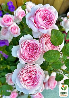 Троянда плетиста "Eden Rose" (саджанець класу АА +) вищий сорт5