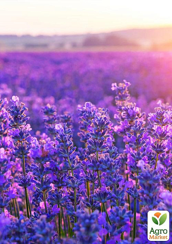 Лаванда англійська вузьколиста "Бузковий туман" (Рurple Haze)